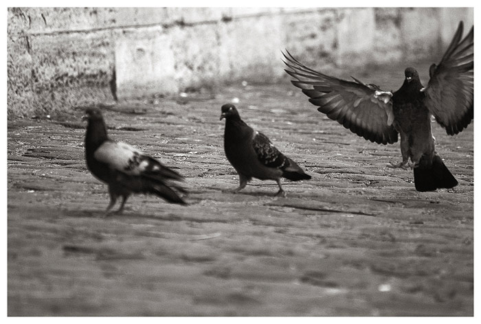 piccioni.jpg