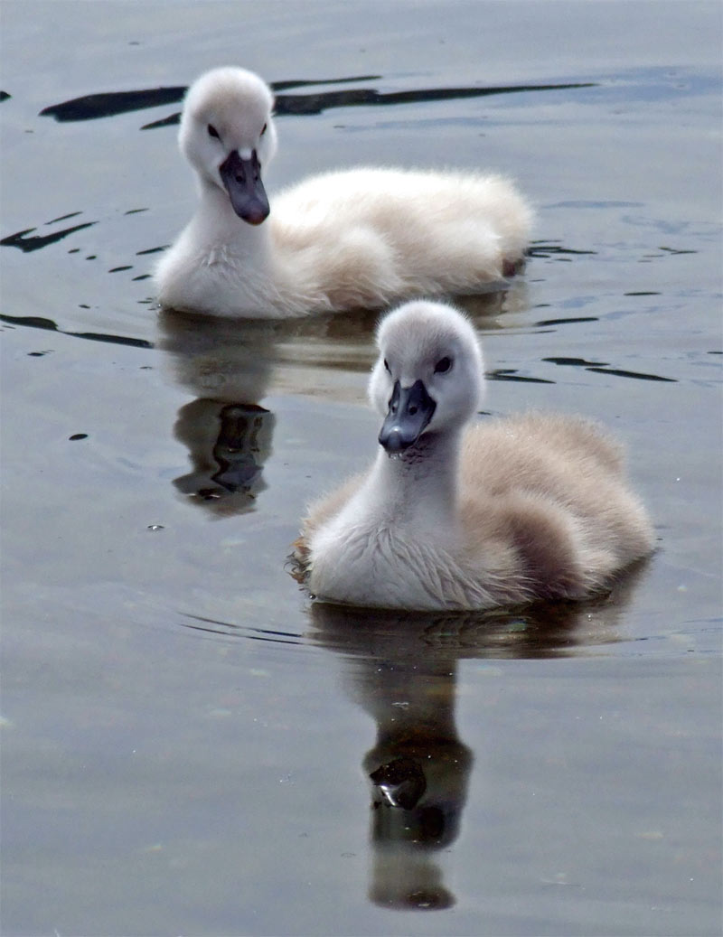 piccoli-crop-300+2x.jpg