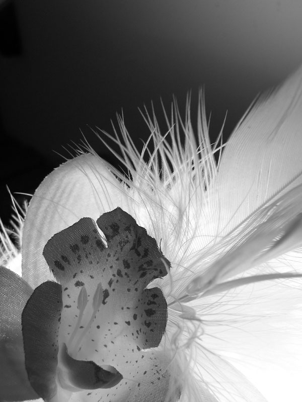 pict0006.jpg