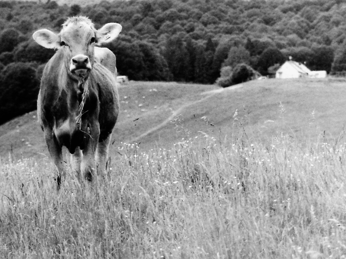 PICT0014-m.JPG