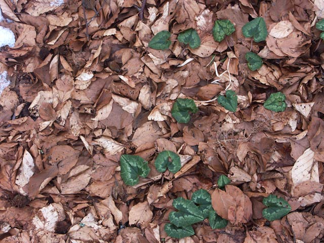 PICT0029.jpg