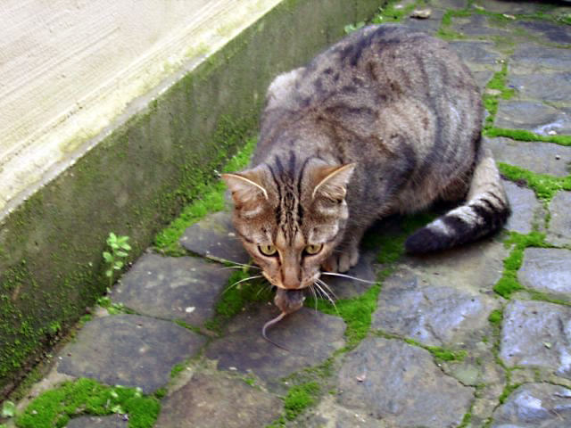 pict0384.jpg
