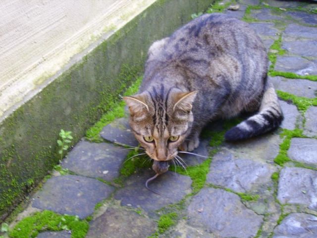 Pict0384.jpg