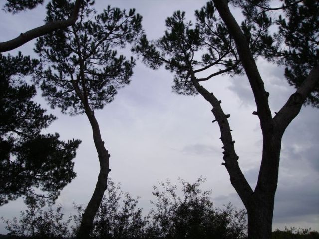 Pict0625.jpg
