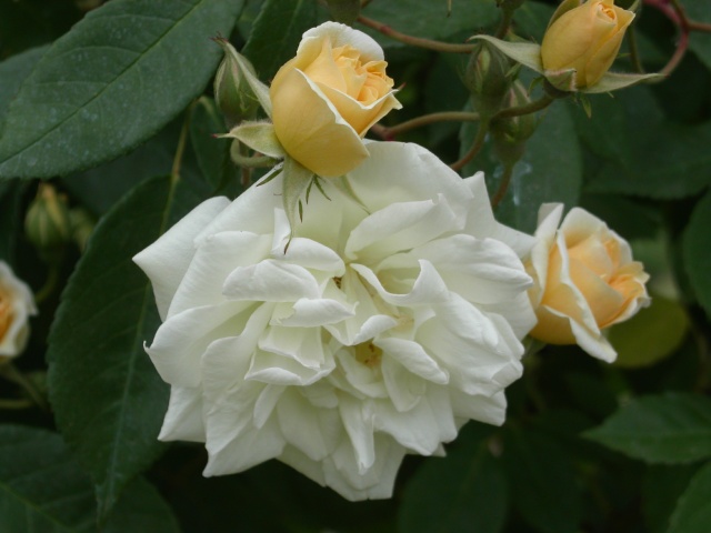 PICT0675.jpg