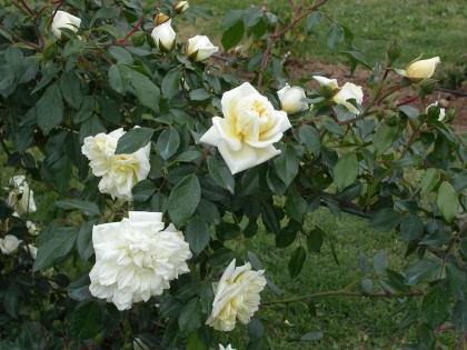 PICT0676.jpg
