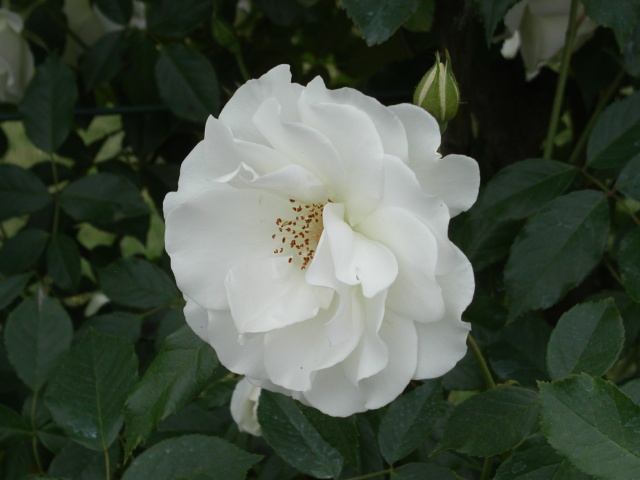PICT0677.jpg