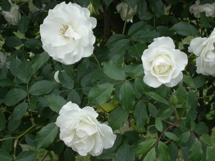 PICT0678.jpg