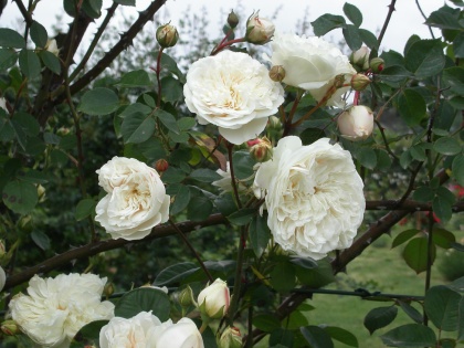 PICT0679.jpg