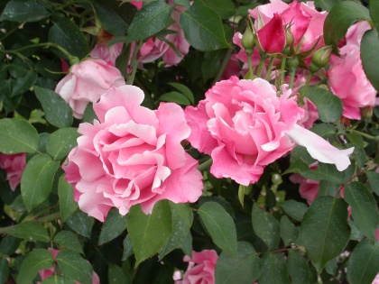 PICT0681.jpg