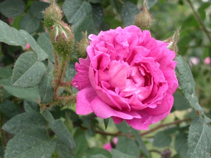 PICT0683.jpg