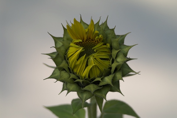 PICT4116.JPG