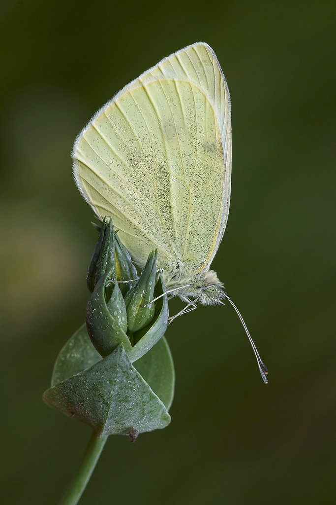 Pieris-1024p3912c.jpg