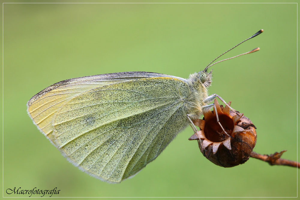 pieris21500bbb.jpg