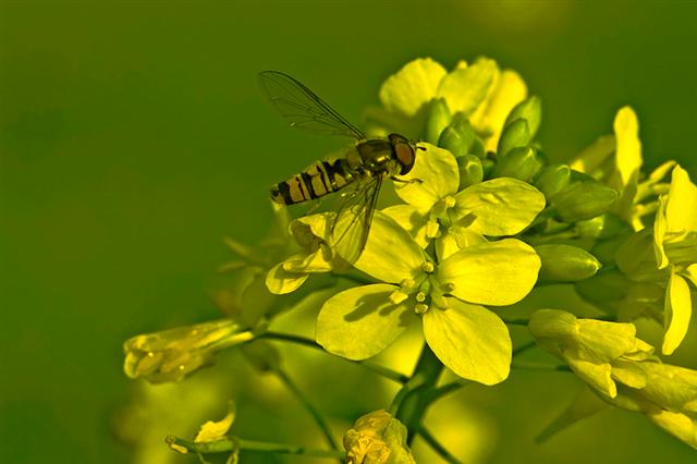 Pigi 2 (Small).jpg