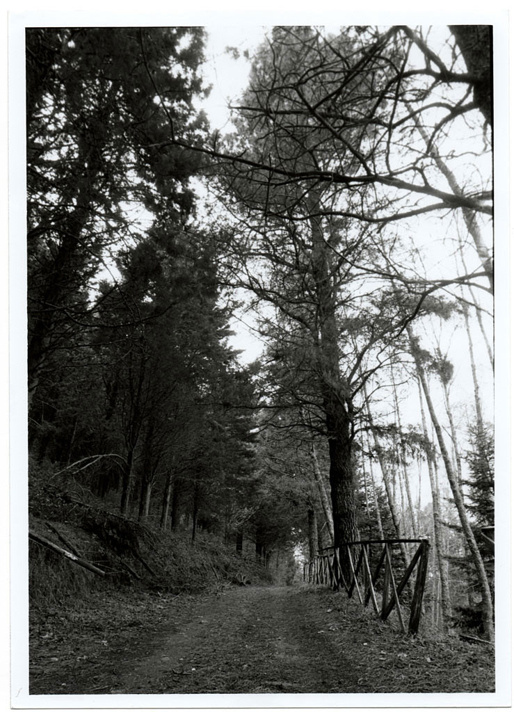 pineta2.jpg