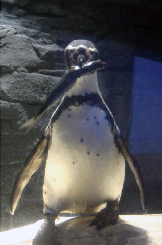 pinguino.jpg