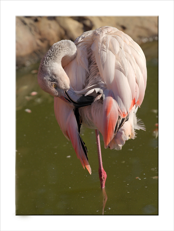 pink.jpg