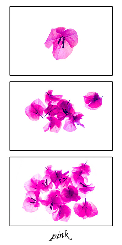 Pink.jpg