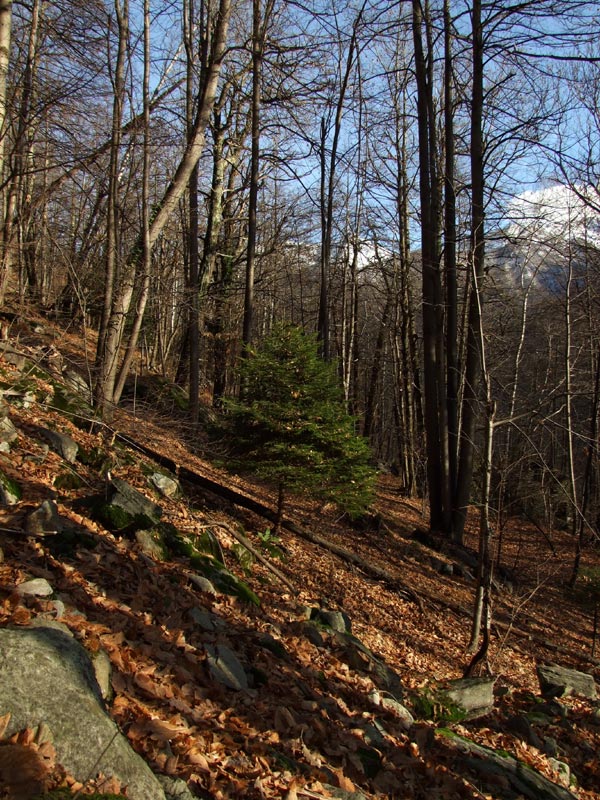 pino-solitario.jpg