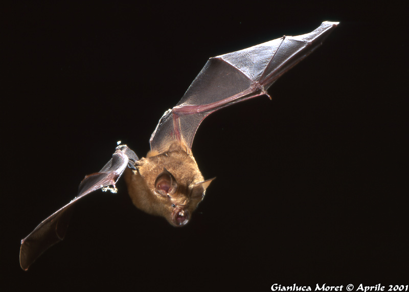 Pipistrello-1.jpg
