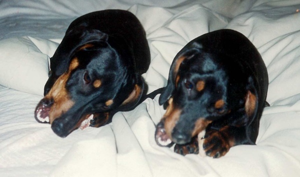 pippo-pippo.jpg