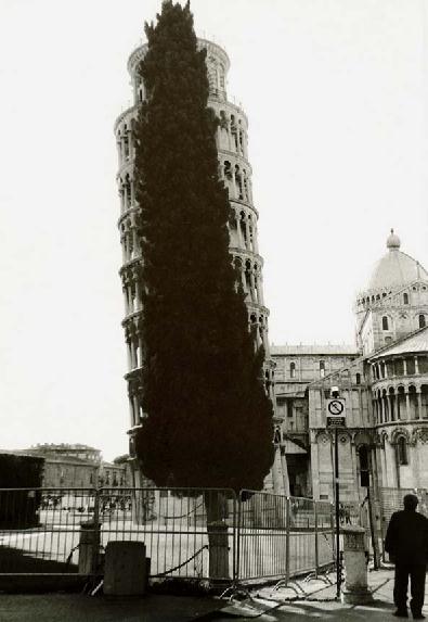 Pisa Tower Tree.jpg