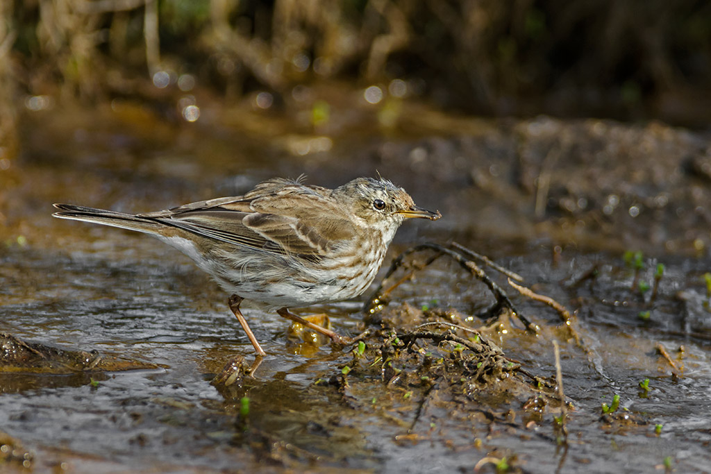 Pispola_Anthus-pratensis-_DSC7816-senza-MDC.jpg