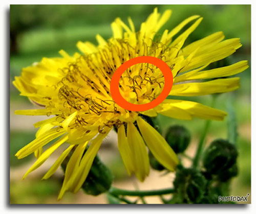 Pistilli-web-cerchiato.jpg