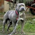 pitbull.jpeg