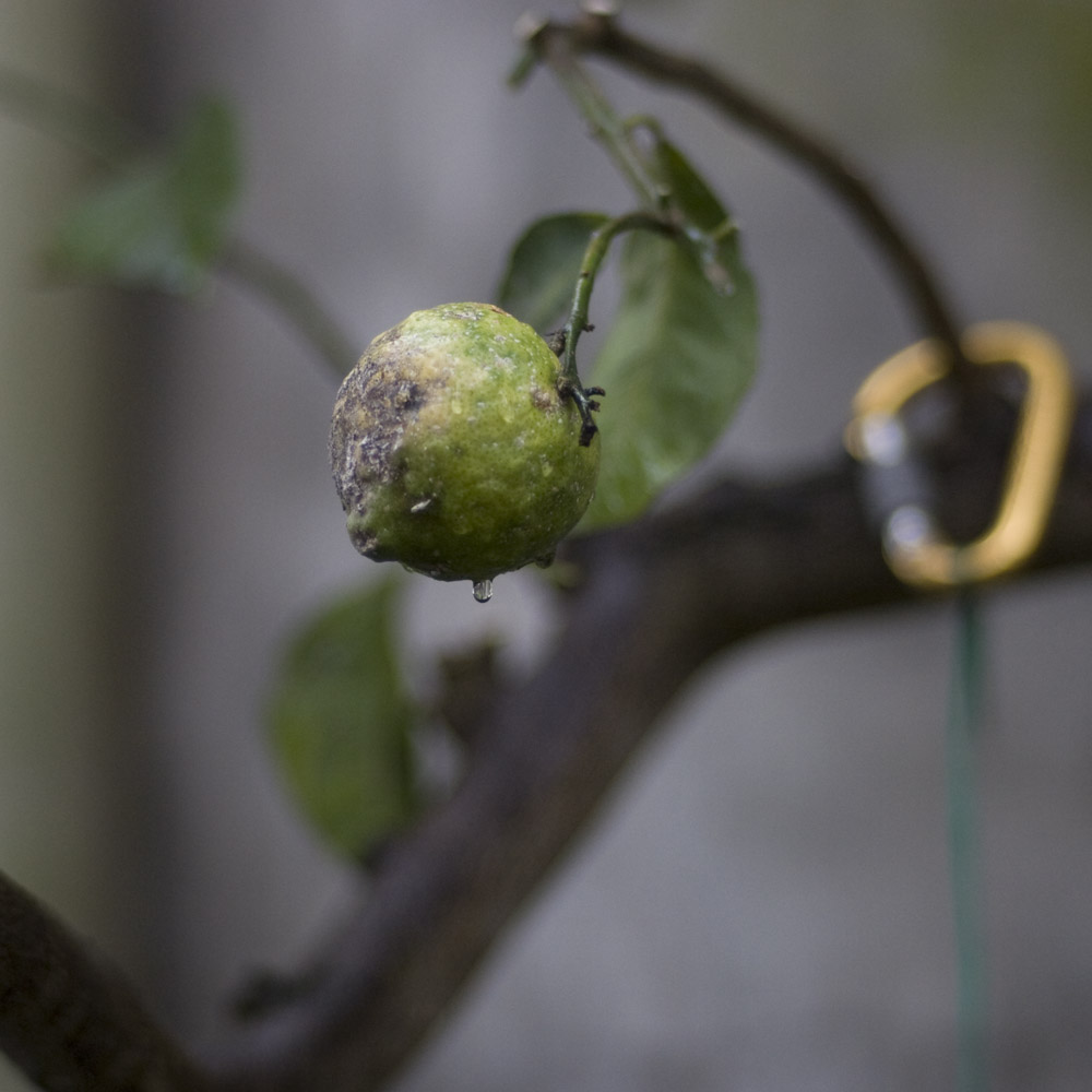 Planar85mmF1.4.jpg