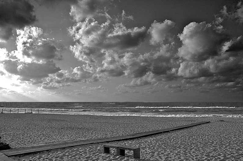 platamona-contrastata_207.jpg