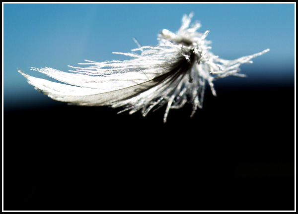 plume03.jpg
