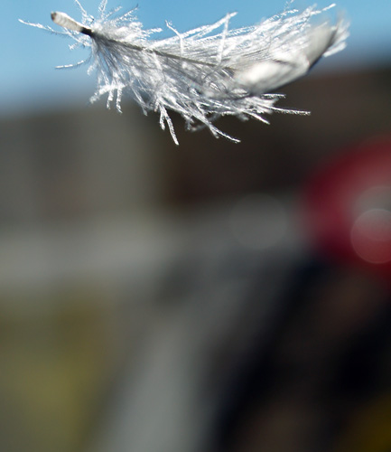 plume05.jpg