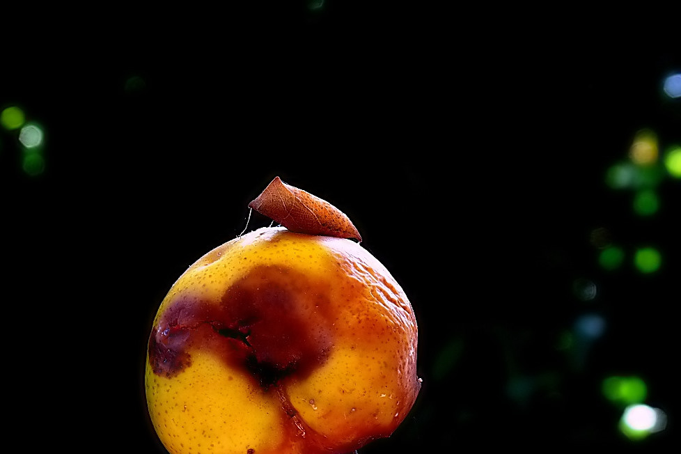poda110.jpg