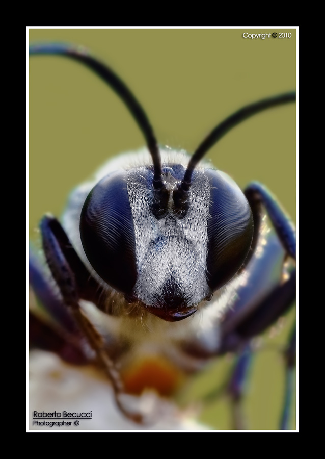 Podalonia2.jpg