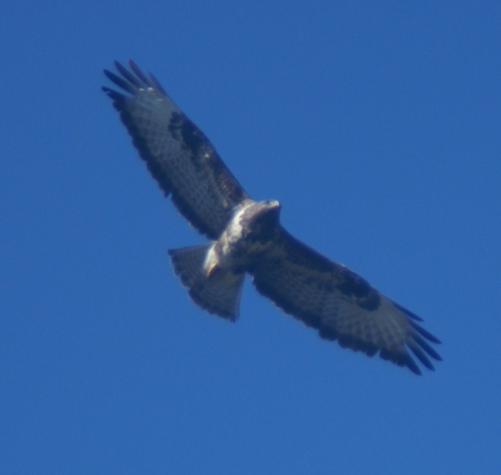POiana2007.JPG
