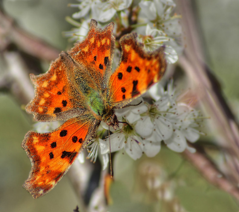 polygonia c -finale-800.jpg