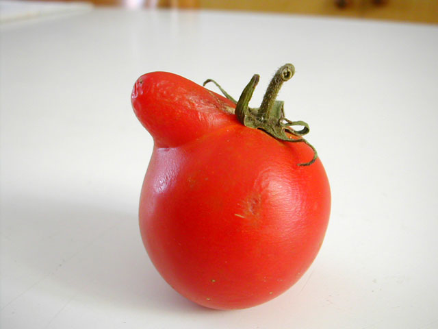 Pomodoro nasuto002.jpg