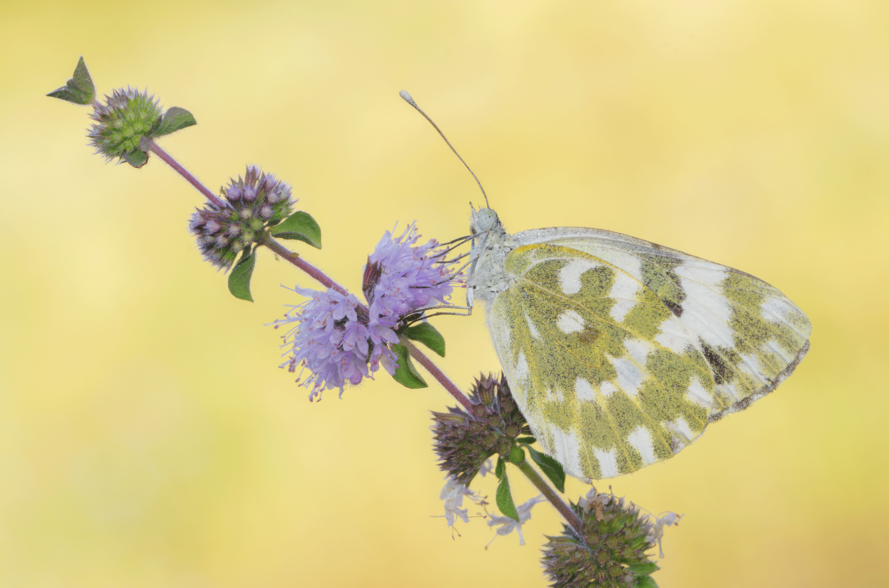 Pontia-edusa_DSC8239.png