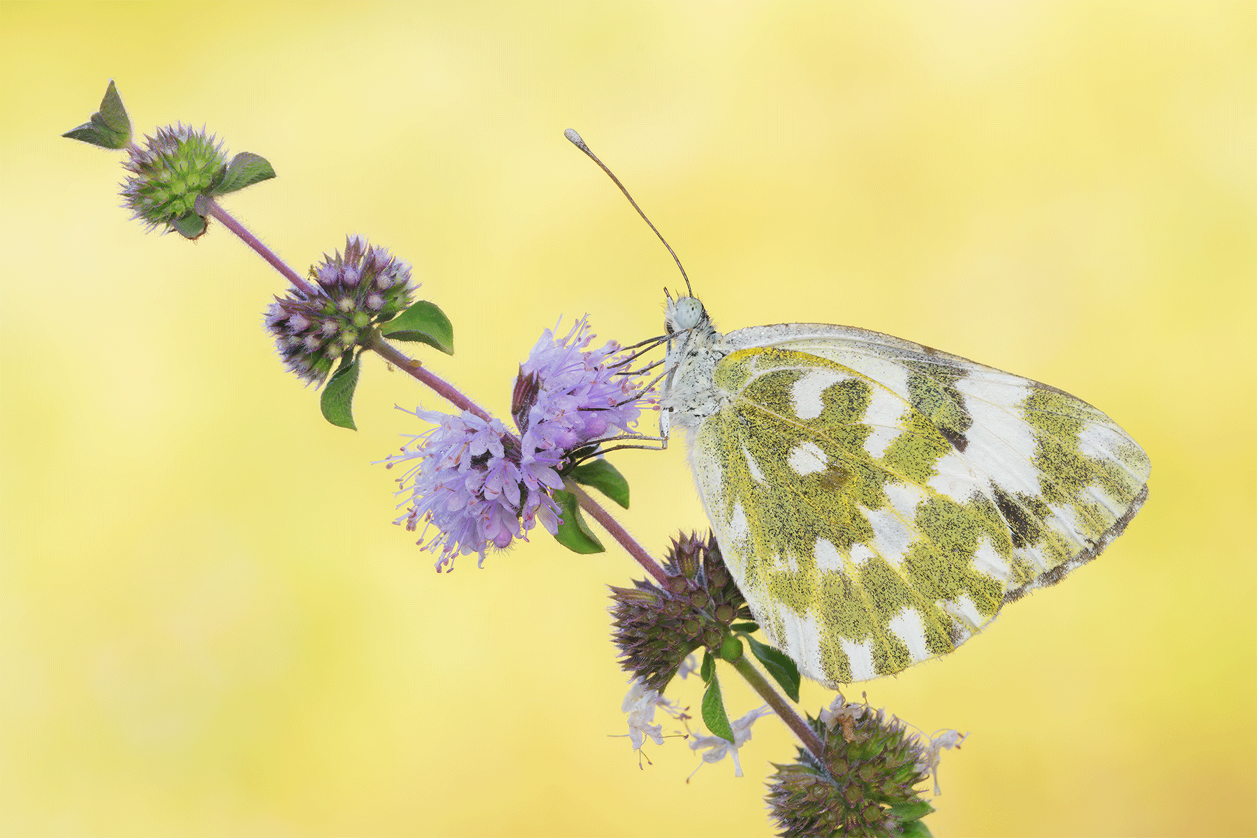 Pontia-edusa_DSC8239_png.png