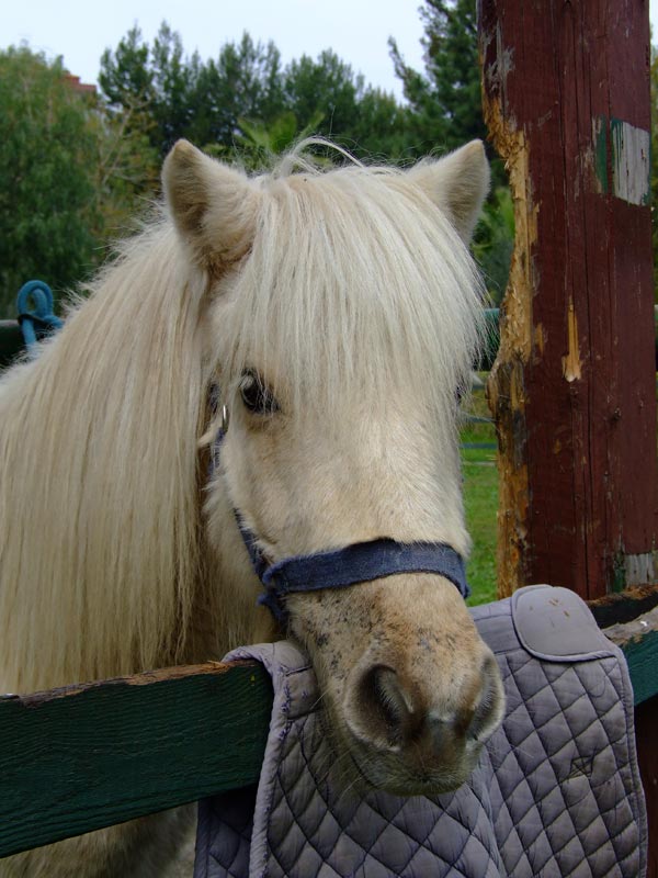 pony.jpg