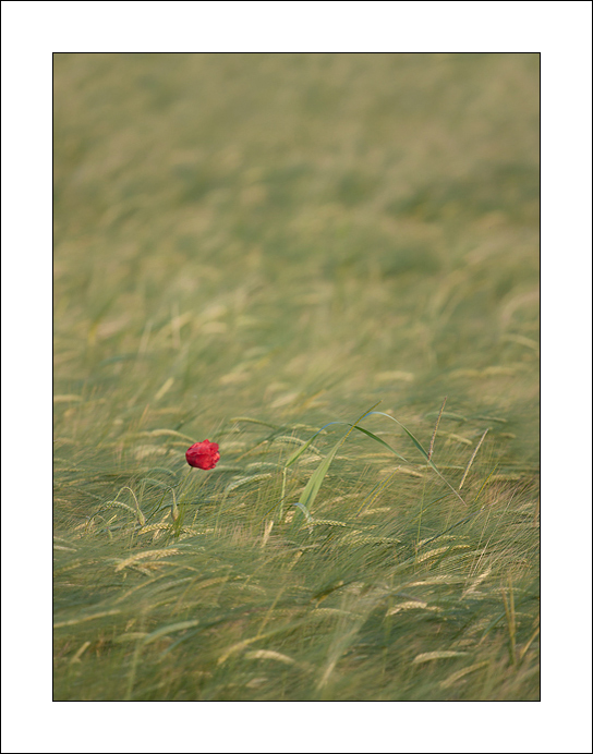 POPPY1.jpg