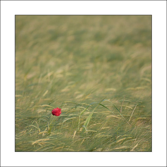 POPPY2.jpg