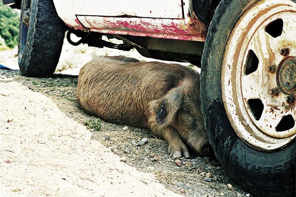 Porceddu.jpg
