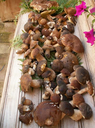 porcini!.jpg