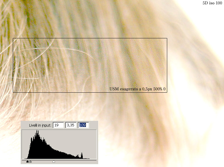 portrait_d5_contrasto_usm.jpg