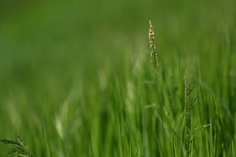 prato verde compresso .jpg