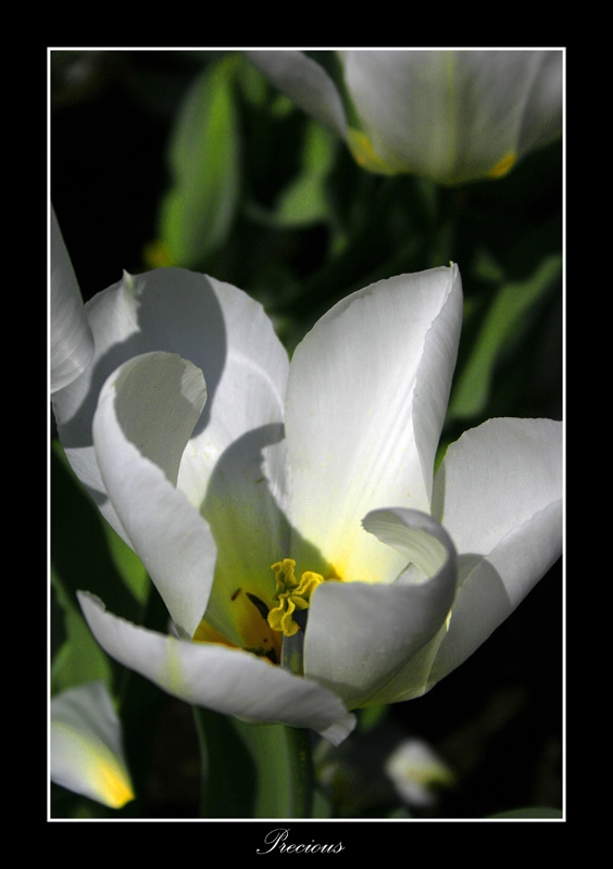 Precious (prezioso).jpg
