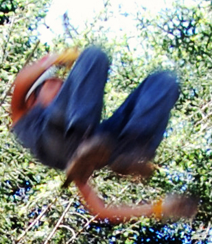 predator.jpg